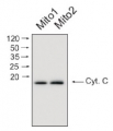 Cyt c | Cytochrome c